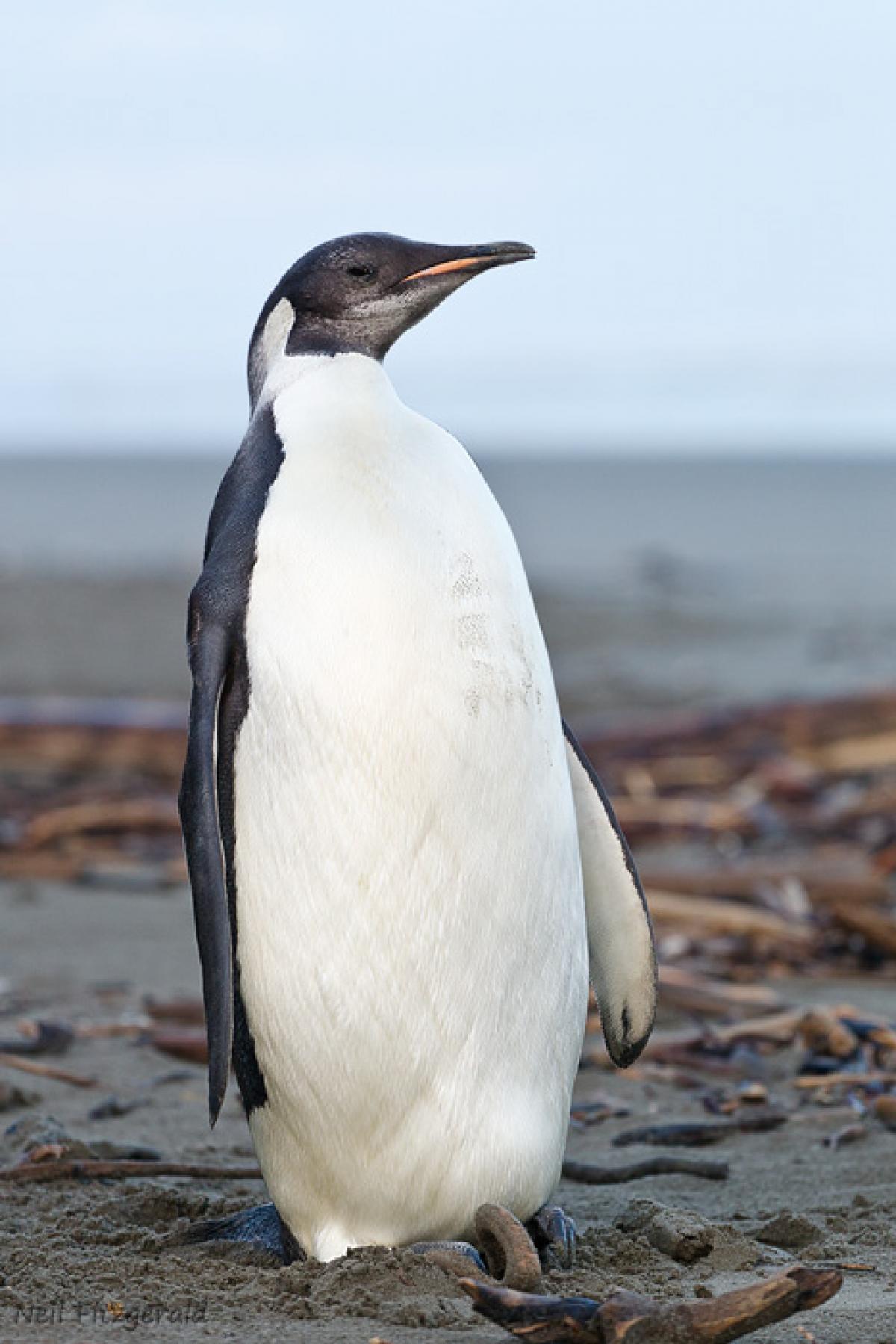 Emperor penguin  New Zealand Birds Online