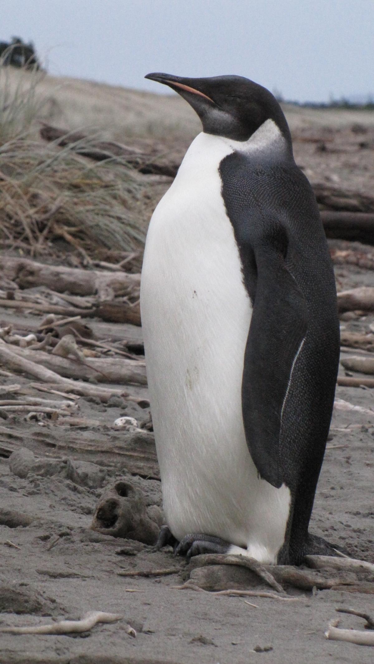 Emperor penguin  New Zealand Birds Online