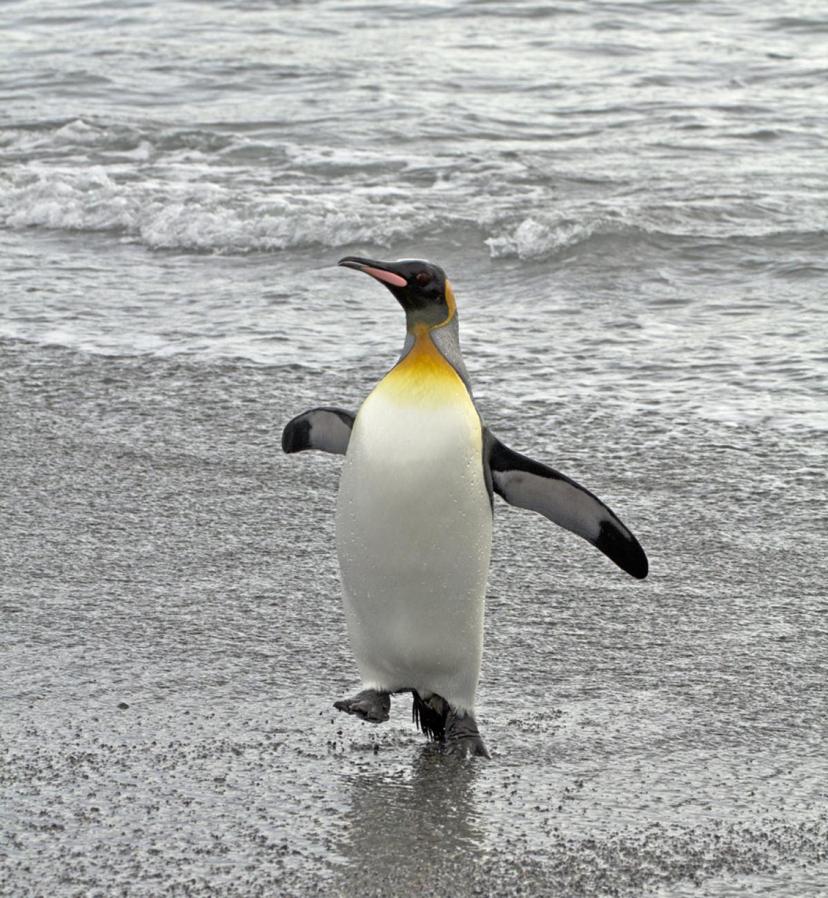 King penguin, Tokoraki