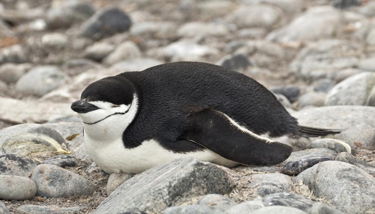 Chinstrap penguin | New Zealand Birds Online