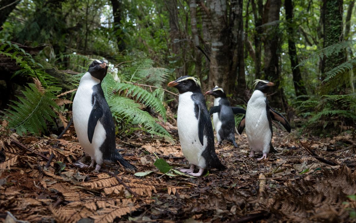 Fiordland crested penguin | New Zealand Birds Online