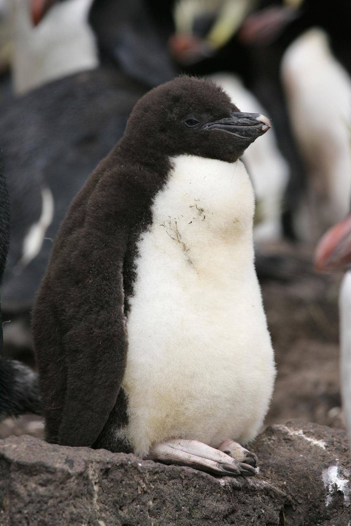 Erect-crested penguin. Chick. Antipodes Island, December 2009. Image ...