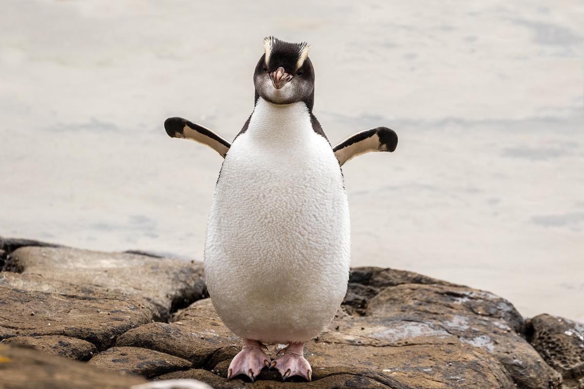Little Penguin - eBird