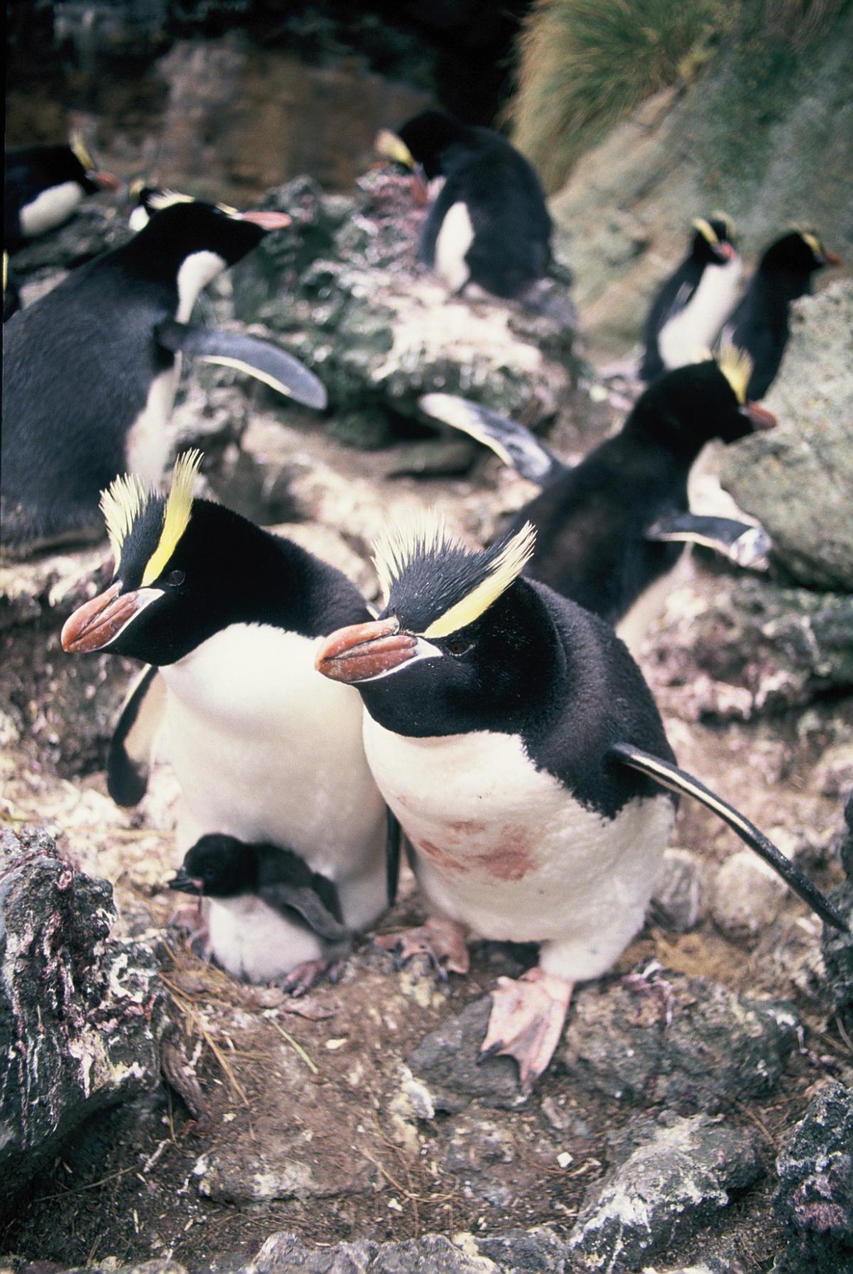 Erect-crested penguin. Adults with downy chick. Anchorage Bay ...