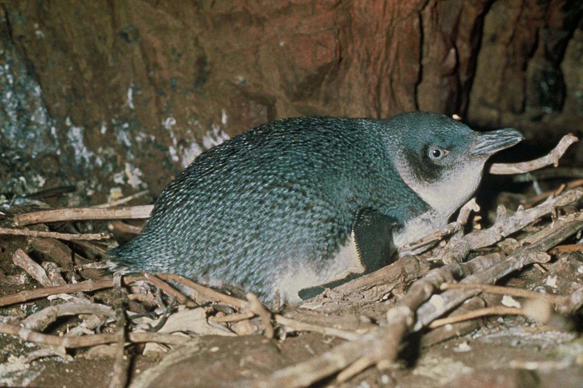 Little penguins that once lived in New Zealand were ridiculously cute •