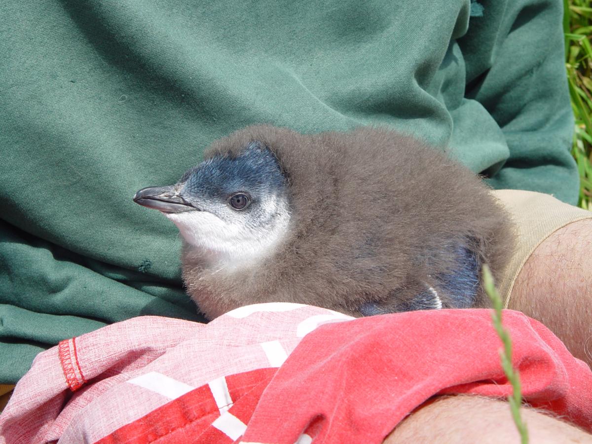 Little Penguin korora - Little Blue Penguins New Zealand - Eudyptula minor