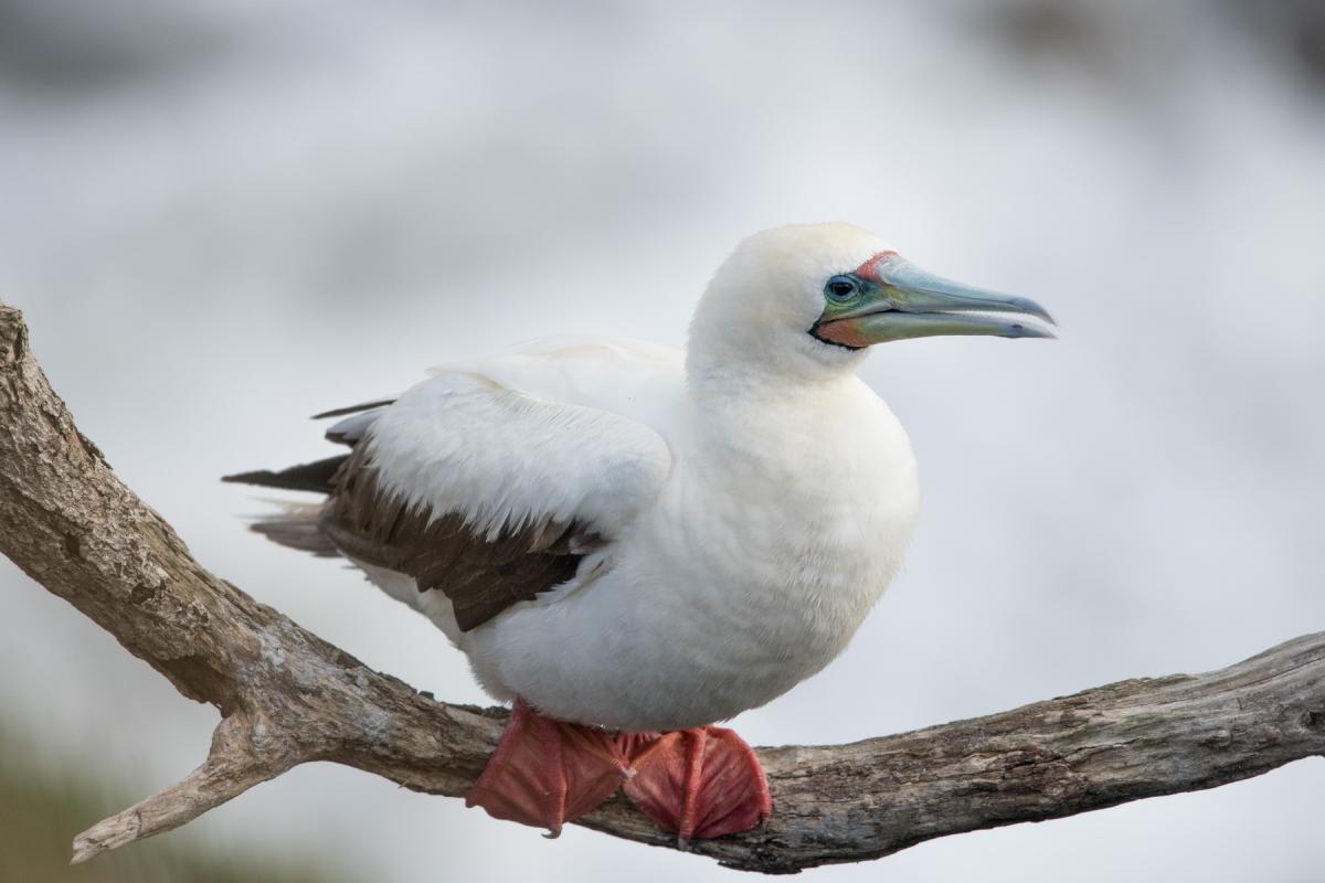 Red-Footed Booby, the Smallest of their Kind