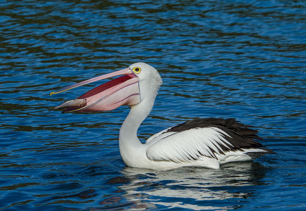 Skov Splendor Reporter Australian pelican | New Zealand Birds Online