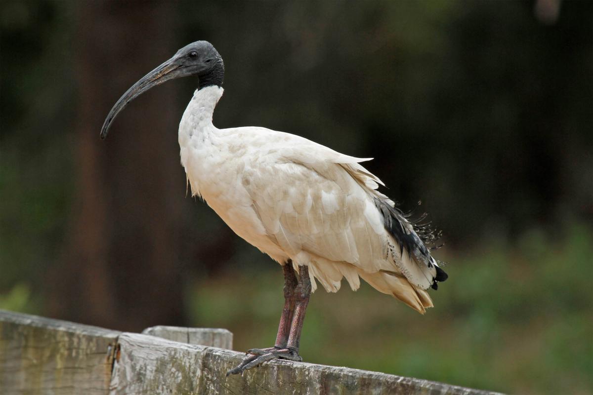 Apparatet Displacement udluftning White ibis | New Zealand Birds Online