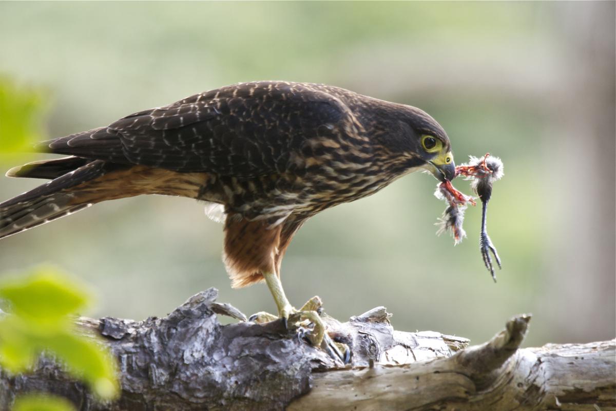 New Zealand falcon | Kārearea | New Zealand Birds Online