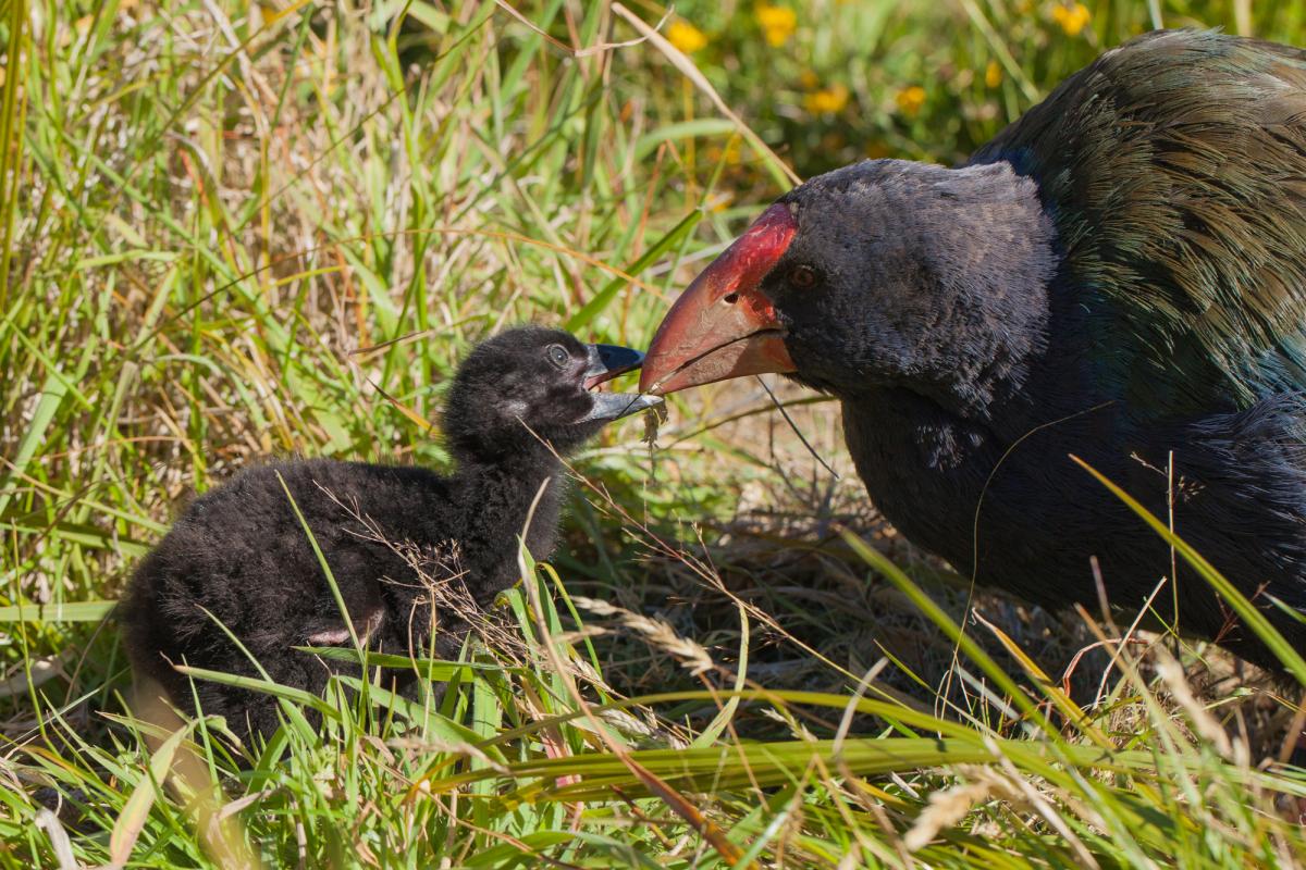 South Island takahe |Takahē | New Zealand Birds Online