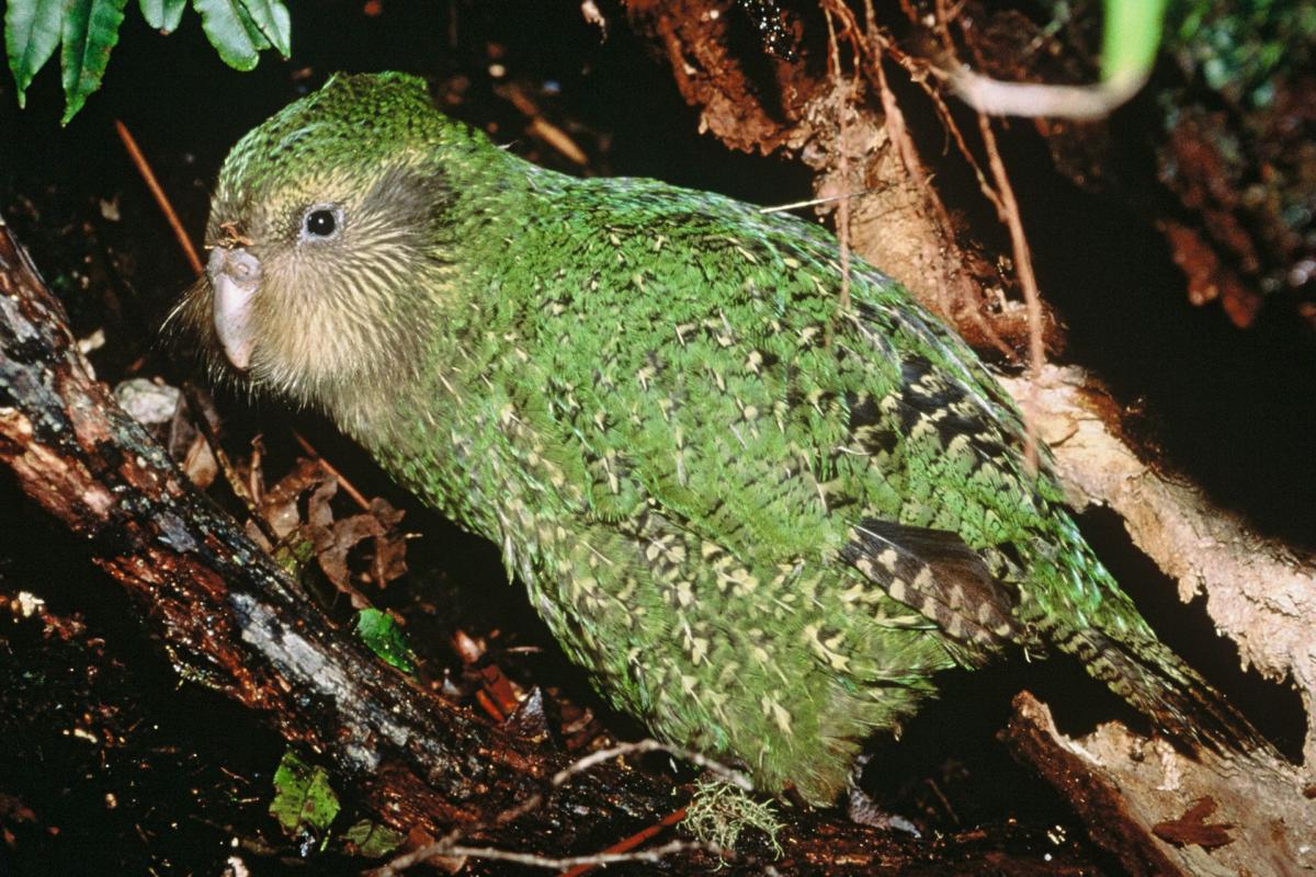 Resultado de imagem para Kakapo