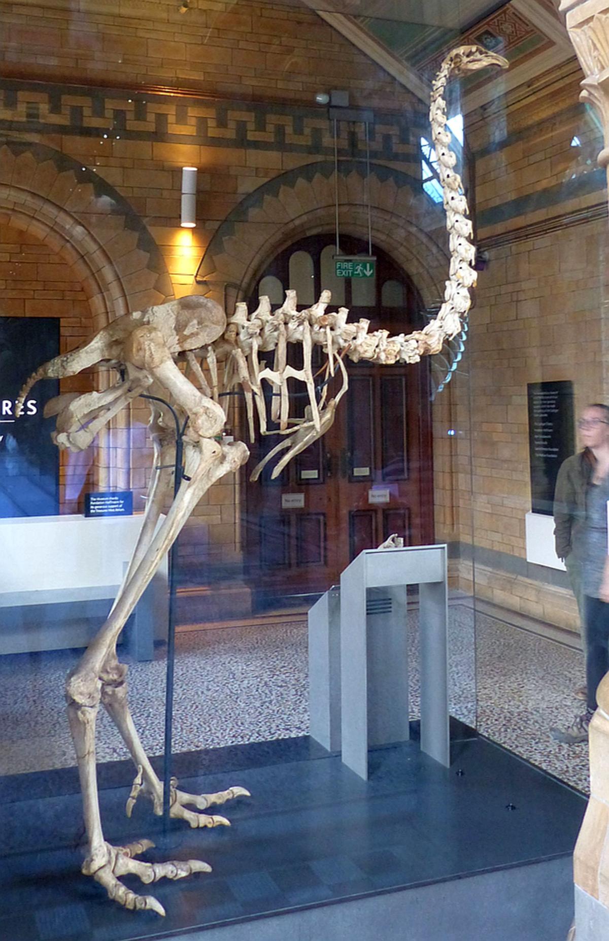Giant Moa Skeleton Yorkshire Museum - Bank2home.com
