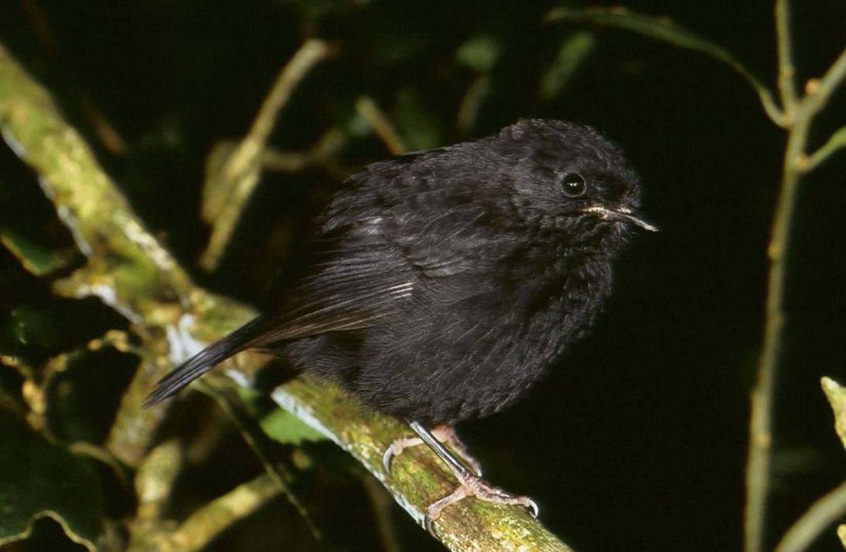 Black robin | New Zealand Birds Online