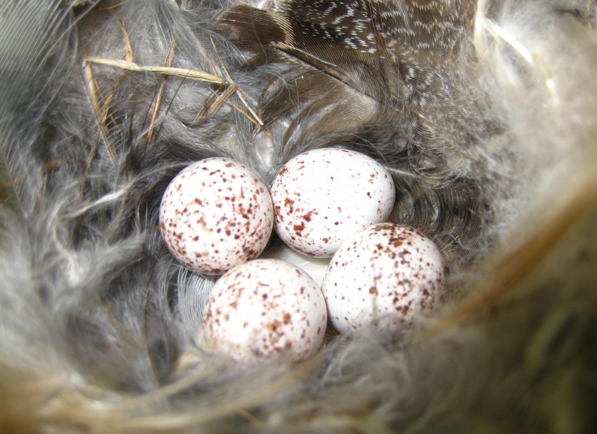 speckled eggs.