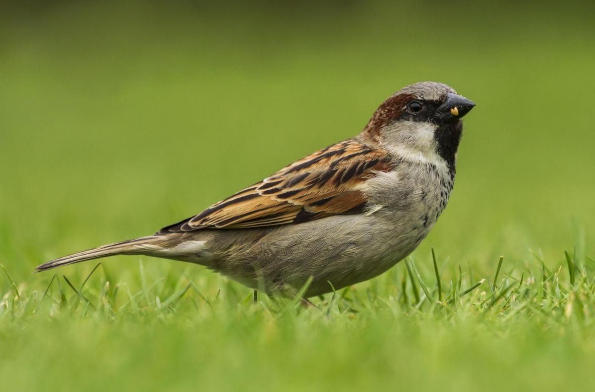 Surya sparrow