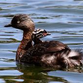 New Zealand dabchick. Adult with chick on back. Wanganui, December 2011. Image &copy; Ormond Torr by Ormond Torr