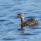 New Zealand dabchick. Chick. Kotuku Lakes, October 2017. Image &copy; Roger Smith by Roger Smith