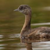New Zealand dabchick | Weweia. Juvenile. Queen Elizabeth Park, January 2018. Image &copy; Roger Smith by Roger Smith