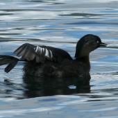 New Zealand dabchick | Weweia. Adult showing foot and wing. Lake Tarawera, October 2007. Image &copy; Phil Battley by Phil Battley