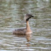 Hoary-headed grebe | Taihoropī. Adult in breeding plumage. Lake Elterwater near viewing platform, September 2018. Image &copy; Les Feasey by Les Feasey