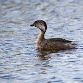 Hoary-headed grebe | Taihoropī. Adult in breeding plumage. Lake Elterwater, September 2018. Image &copy; Les Feasey by Les Feasey