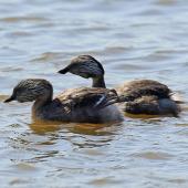 Hoary-headed grebe. Adult pair in breeding plumage (male at rear). Lake Elterwater, September 2018. Image &copy; Duncan Watson by Duncan Watson