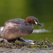 Australasian little grebe. Adult on nest about to settle over egg. Hervey Bay, Queensland, Australia, September 2010. Image &copy; Tony Whitehead by Tony Whitehead www.wildlight.co.nz