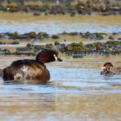 Australasian little grebe. Adult with 2 chicks (approx 3 days old). Tikipunga, November 2019. Image &copy; Scott Brooks (ourspot) by Scott Brooks