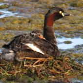 Australasian little grebe. Adult with chick on back (approx 3 days old) on floating nest. Tikipunga, November 2019. Image &copy; Scott Brooks (ourspot) by Scott Brooks