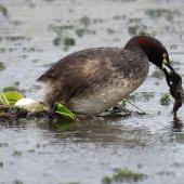 Australasian little grebe. Female on floating nest with fresh egg. It had just laid an egg and was straight back to nest building. Tikipunga, Whangarei, October 2019. Image &copy; Scott Brooks (ourspot) by Scott Brooks