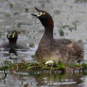 Australasian little grebe. Adult calling just after laying egg on floating nest. Tikipunga, Whangarei, October 2019. Image &copy; Scott Brooks (ourspot) by Scott Brooks