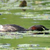 Australasian little grebe. Adult in breeding plumage with head lowered. Whangarei Water Treatment Plant, February 2017. Image &copy; Scott Brooks (ourspot) by Scott Brooks