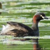 Australasian little grebe. Adult in breeding plumage. Whangarei Water Treatment Plant, February 2017. Image &copy; Scott Brooks (ourspot) by Scott Brooks
