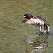 Australasian little grebe. Adult taking flight. The Secret Garden,  Gwelup,  Western Australia, January 2017. Image &copy; Marie-Louise Myburgh by Marie-Louise Myburgh