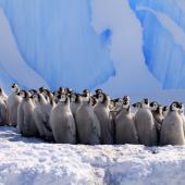 Emperor penguin. Group of chicks. Haswell archipelago, near Mirny Station, Antarctica, November 2012. Image &copy; Sergey Golubev by Sergey Golubev