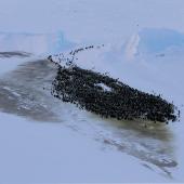 Emperor penguin. Colony viewed from Haswell Island. Haswell archipelago, near Mirny Station, Antarctica, July 2015. Image &copy; Sergey Golubev by Sergey Golubev