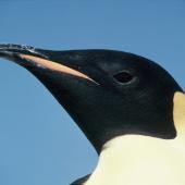 Emperor penguin. Adult. Hop Island, Prydz Bay, Antarctica, February 1990. Image &copy; Colin Miskelly by Colin Miskelly