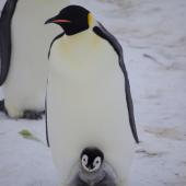 Emperor penguin. Chick being brooded. Gould Bay, Weddell Sea, November 2014. Image &copy; Colin Miskelly by Colin Miskelly