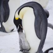 Emperor penguin. Chick being fed. Gould Bay, Weddell Sea, November 2014. Image &copy; Colin Miskelly by Colin Miskelly