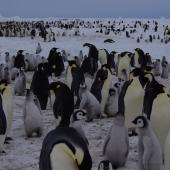 Emperor penguin. Colony. Gould Bay, Weddell Sea, November 2014. Image &copy; Colin Miskelly by Colin Miskelly