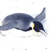Emperor penguin. Adult eating snow. Gould Bay, Weddell Sea, November 2014. Image &copy; Colin Miskelly by Colin Miskelly