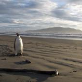 Emperor penguin. Immature. Peka Peka Beach, Kapiti coast, June 2011. Image &copy; Richard Gill by Richard Gill