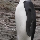 Emperor penguin. Immature. Peka Peka Beach, Kapiti coast, June 2011. Image &copy; Richard Gill by Richard Gill