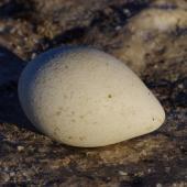 Emperor penguin. Abandoned egg. Gould Bay, Weddell Sea, November 2014. Image &copy; Colin Miskelly by Colin Miskelly