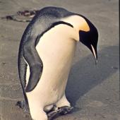 Emperor penguin. Adult (first New Zealand record). Oreti Beach, Southland, April 1967. Image &copy; Graham Barwell by Charles Barwell