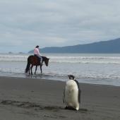 Emperor penguin. Immature. Peka Peka Beach, Kapiti coast, June 2011. Image &copy; Alan Tennyson by Alan Tennyson