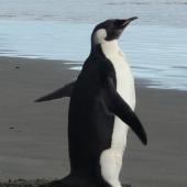 Emperor penguin. Immature. Peka Peka Beach, Kapiti coast, June 2011. Image &copy; Alan Tennyson by Alan Tennyson