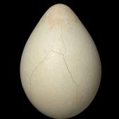Emperor penguin. Egg 121.7 x 81.2 mm (NMNZ OR.009071, collected by Ron Balham). Cape Crozier, Ross Sea, Antarctica, September 1957. Image &copy; Te Papa by Jean-Claude Stahl