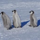 Emperor penguin. Three chicks. Gould Bay, Weddell Sea, November 2014. Image &copy; Colin Miskelly by Colin Miskelly